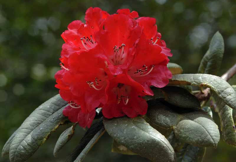 red devil rhododendron Rhododendron arboreum | Burans | Gurans