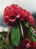 Rhododendron arboreum | Burans | Gurans | 1000_Seeds