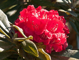 Rhododendron arboreum | Burans | Gurans | 1000_Seeds