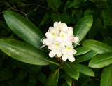 Rhododendron maximum | Rosebay | Great White Laurel | 150_Seeds