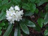 Rhododendron maximum | Rosebay | Great White Laurel | 150_Seeds