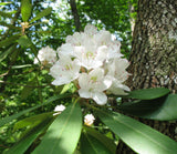 Rhododendron maximum | Rosebay | Great White Laurel | 150_Seeds