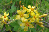Ribes aureum var. gracillimum | Golden Currant | 50_Seeds