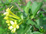 Ribes aureum var. gracillimum | Golden Currant | 50_Seeds