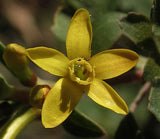 Ribes aureum var. gracillimum | Golden Currant | 50_Seeds