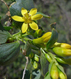 Ribes aureum var. gracillimum | Golden Currant | 50_Seeds
