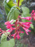 Ribes nevadense | Mountain Pink & Sierra Currant | 10_Seeds