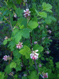 Ribes nevadense | Mountain Pink & Sierra Currant | 10_Seeds