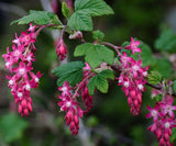 Ribes sanguineum | Blood & Flowering & Redflower & Winter Currant | 10_Seeds