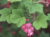 Ribes sanguineum | Blood & Flowering & Redflower & Winter Currant | 10_Seeds