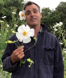 Romneya coulteri | California Tree Poppy | Coulters Matilija | 50_Seeds