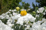 Romneya coulteri | California Tree Poppy | Coulters Matilija | 50_Seeds