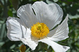 Romneya coulteri | California Tree Poppy | Coulters Matilija | 50_Seeds