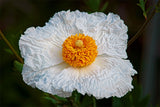 Romneya coulteri | California Tree Poppy | Coulters Matilija | 50_Seeds