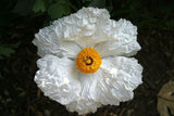 Romneya coulteri | California Tree Poppy | Coulters Matilija | 50_Seeds
