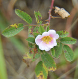 Rosa californica | California Wildrose | 10_Seeds