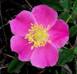 Rosa carolina | Pasture Sand Rose | 50_Seeds