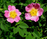 Rosa carolina | Pasture Sand Rose | 50_Seeds