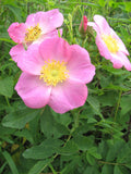 Rosa carolina | Pasture Sand Rose | 50_Seeds