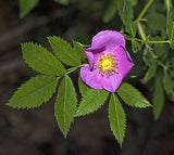 Rosa carolina | Pasture Sand Rose | 50_Seeds