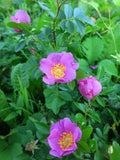 Rosa carolina | Pasture Sand Rose | 50_Seeds