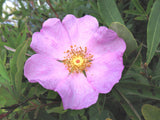Rosa palustris | Swamp, Willow Leaved, and Hudson Rose | 20_Seeds