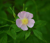 Rosa palustris | Swamp, Willow Leaved, and Hudson Rose | 20_Seeds