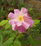Rosa rubiginosa | Wild Rose | Common Sweet Briar | Double White Hip | 20_Seeds