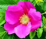 Rosa rugosa Rubra | Red Japanese Rose | 5_Seeds