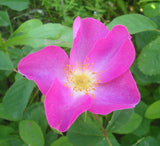 Rosa rugosa Rubra | Red Japanese Rose | 5_Seeds