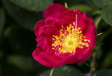 Rosa rugosa Rubra | Red Japanese Rose | 5_Seeds
