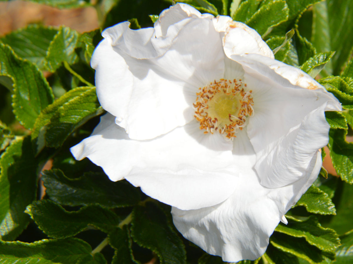white rose seeds Rosa rugosa Alba | White Japanese Rose