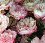 Rosa chinensis Angel Wings |  Miniature Rose | 10_Seeds