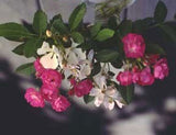 Rosa chinensis Angel Wings |  Miniature Rose | 10_Seeds