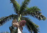 Roystonea regia | Florida Royal Palm | 10_Seeds