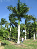 Roystonea regia | Florida Royal Palm | 10_Seeds