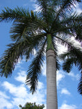 Roystonea regia | Florida Royal Palm | 10_Seeds