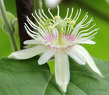 Passiflora rubra | Dutchmans Laudanum | 5_Seeds