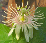 Passiflora rubra | Dutchmans Laudanum | 5_Seeds