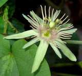 Passiflora rubra | Dutchmans Laudanum | 5_Seeds