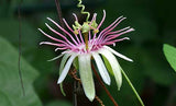 Passiflora rubra | Dutchmans Laudanum | 5_Seeds