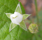 Rubus leucodermis | Black Raspberry | 20_Seeds