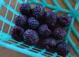 Rubus leucodermis | Black Raspberry | 20_Seeds