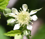 Rubus leucodermis | Black Raspberry | 20_Seeds