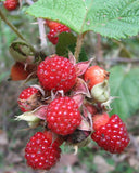 Rubus moluccanus | Ceylon Blackberry | Eelkek | 20_Seeds