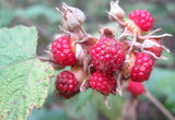 Rubus moluccanus | Ceylon Blackberry | Eelkek | 20_Seeds