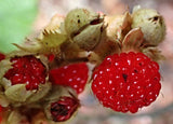 Rubus moluccanus | Ceylon Blackberry | Eelkek | 20_Seeds
