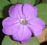 Ruellia humilis | Fringeleaf Wild Hairy Petunia | 50_Seeds