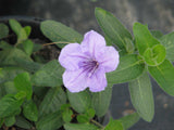 Ruellia humilis | Fringeleaf Wild Hairy Petunia | 50_Seeds