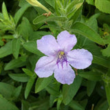 Ruellia humilis | Fringeleaf Wild Hairy Petunia | 50_Seeds